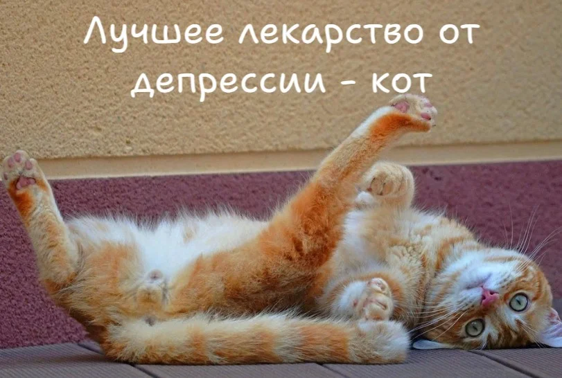 Много котиков не бывает) 10 смешных историй с фото
