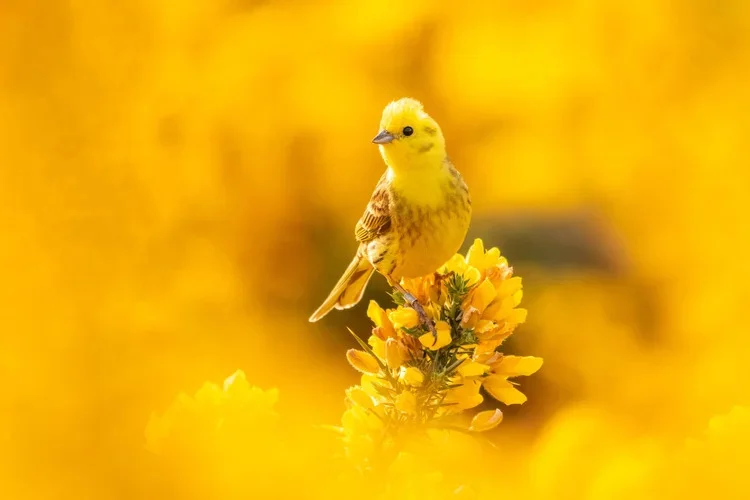 Выставка British Wildlife Photography Awards 2026: магия дикой природы