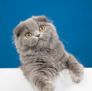 Котомама_Танечка